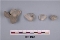 藏品(凸稜蛤)的圖片